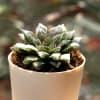 Buy Nurture Haworthia Maculata Plant