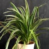 Buy Nurture with Love Chlorophytum Spider Plant
