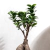 Buy Nurture with Love Ficus Bonsai Plant  Medium