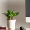 Gift Nurture With Love Peperomia Green Plant