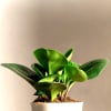 Buy Nurture With Love Peperomia Green Plant