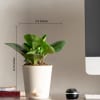 Shop Nurture With Love Peperomia Green Plant