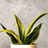 Buy Nurture with Love Sansevieria Gold Flame Snake Plant