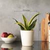 Shop Nurture with Love Sansevieria Gold Flame Snake Plant