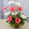 One Sided Basket of Assorted Pink & White Gerberas Online
