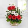 One Sided Basket of Assorted Pink & White Gerberas Online
