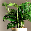 Buy One With Nature Philodendron Broken Heart