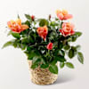 Orange Rose in wicker basket Online