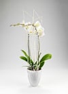 Orchid Online