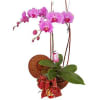 Orchid Bloom Online