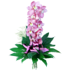 Orchid- elegance and finess. Online