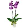 Orchid in a pot Online