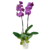 Orchid in a pot Online