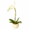 Orchid In Ceremic Vase (Subject to availability) Online