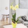 Orchid in lime pot with yellow blossoms Online