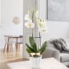 Orchid in white pot with white blossoms Online