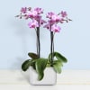 Orchid phalaenopsis Online
