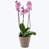 Orchid Pink 242642 Online