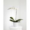 Orchid Plant Online