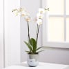 Orchid Plant Online