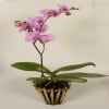 Orchid plant Online
