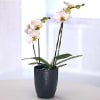 Orchid Plant in a Vase Online