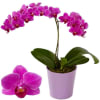 Orchid with one brach in ceramic pot Online
