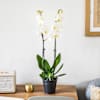 Orchidee Candide - Orchid Online