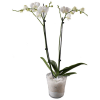 Orchidplant Online