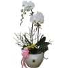 Orchids In Vase Online