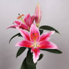 Oriental Lily Calvados (Bunch of 10) Online