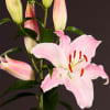 Oriental Lily Mabel (Bunch of 10) Online