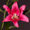 Oriental Lily Maldano (Bunch of 10) Online