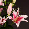 Oriental Lily Paradero (Bunch of 10) Online