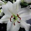 Oriental Lily Santander (Bunch of 10) Online