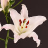 Oriental Lily White Hero (Bunch of 10) Online