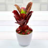 Gift Ornamental Croton Bangalore Petra Plant (Mild Light/Moderate Water)