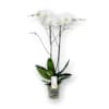 Papillon Online