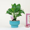 Gift Peace Lilly Love With Planter