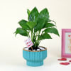 Peace Lilly Love With Planter Online