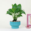 Gift Peace Lilly Love With Planter