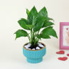 Buy Peace Lilly Love With Planter