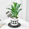 Gift Peace Lilly Plant In A Ceramic Planter For The Best Dad