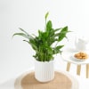 Gift Peace Lily In A Minimalist White Planter