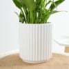 Buy Peace Lily In A Minimalist White Planter