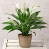 Peace Lily Plant Online