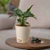 Gift Peace Lily Plant For Mom - Small