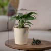 Shop Peace Lily Plant For Mom - Small