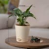 Shop Peace Lily Plant For Mother - Small