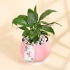 Gift Peace Lily Plant In A Lovely Pink Planter for Mom